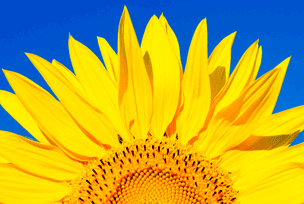 industries_gray_tab_304x204_environmental_sunflower
