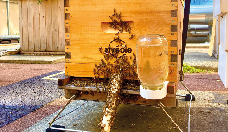 willkie_website_sustainability_Areole bee hive_940x544_top left_d1